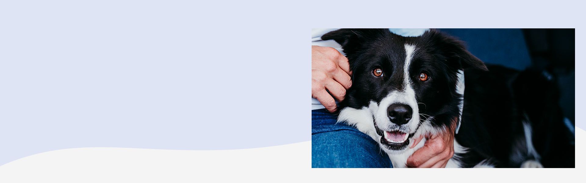 woman hugging a border collie dog