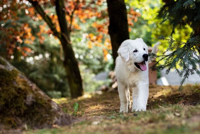 20220927-053546dog-g5c73b147c_640