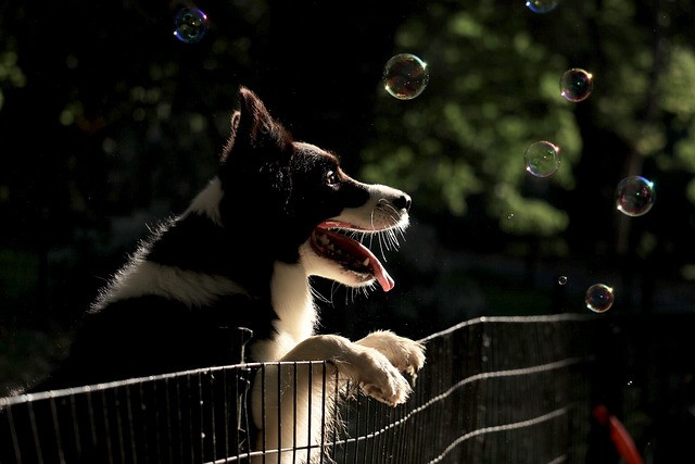 dog-gc335c9cb9_640