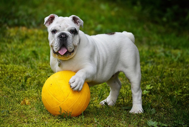 english-bulldog-gf22ba940d_640